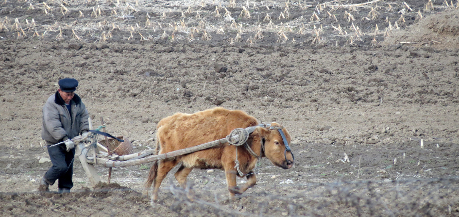 Homem lavrando a terra com equipamento de mandeira velho e boi  de aparência cansada